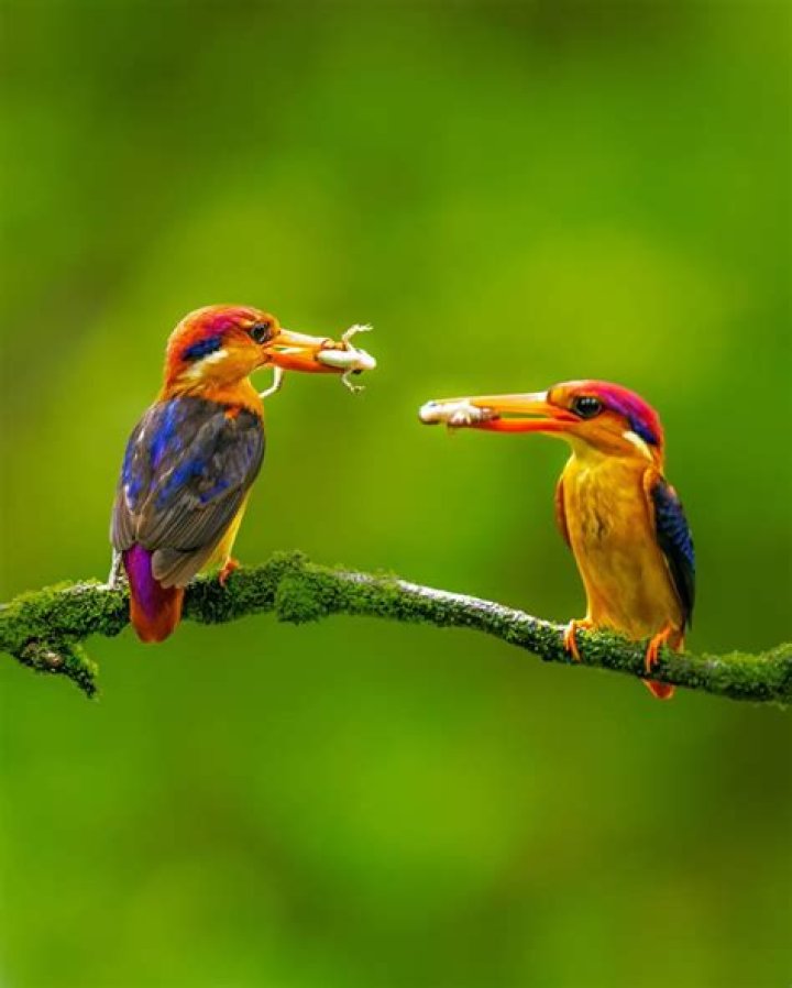 Discover The Enchanting World Of Wildlife And Nature Photography