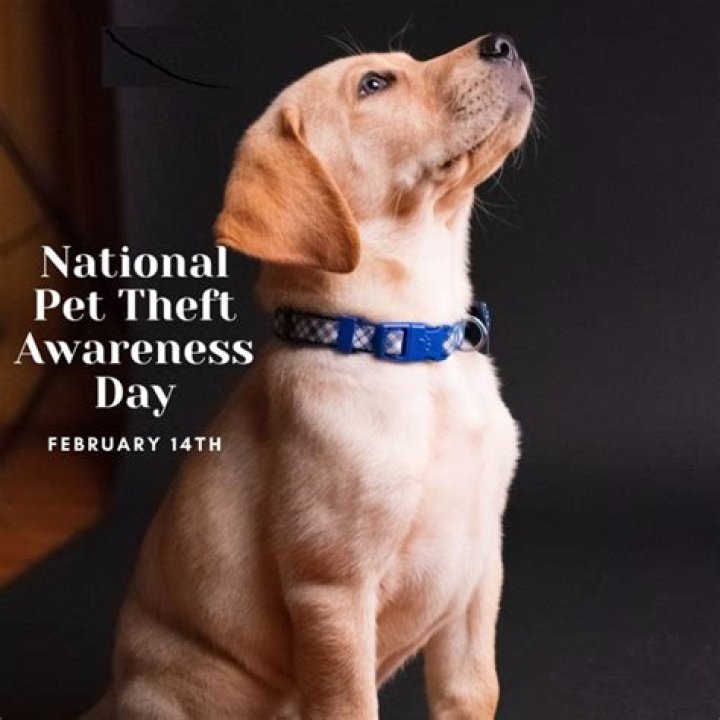 Teen Dog Theft And Its Impact